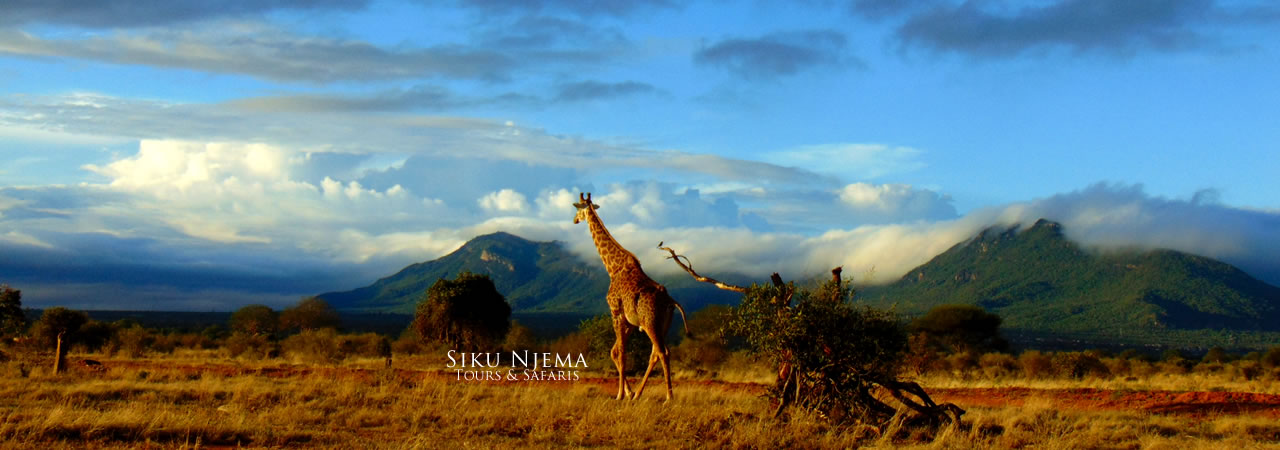 4 Days Amboseli, Taita Hills Salt Lick and Tsavo Kenya Safari